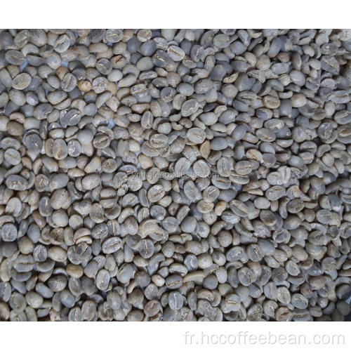 grains polis aa arabica grains de café vert